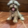 Photo №4. Je vais vendre shih tzu en ville de Livingston. annonce privée - prix - 510€