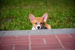 Photos supplémentaires: Chiots gallois corgi Pembroke.