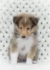 Photo №3. chiot sheltie. Fédération de Russie