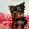 Photo №1. yorkshire terrier - à vendre en ville de Cologne | Gratuit | Annonce №129458