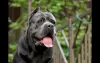 Photo №2 de l'annonce № 8997 de la vente cane corso - acheter à Fédération de Russie éleveur