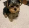 Photo №1. yorkshire terrier - à vendre en ville de Sundsvall | 380€ | Annonce №125802