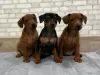 Photo №1. pinscher nain - à vendre en ville de Oklahoma City | négocié | Annonce №126300