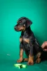 Photos supplémentaires: Chiots Dobermann