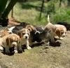 Photo №1. beagle - à vendre en ville de Санкт-Мориц | Gratuit | Annonce №130482