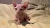 Photo №1. sphynx - à vendre en ville de Houston | négocié | Annonce № 67537