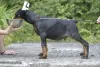 Photos supplémentaires: Chiots dobermans d'un charmant couple