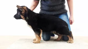 Photos supplémentaires: Chiot berger allemand avec un pedigree magnifique