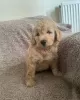 Photos supplémentaires: Mini Goldendoodles mignons - UN BEAU GARÇON À GAUCHE !!!