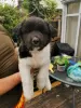 Photo №1. akita (chien) - à vendre en ville de Helsinki | 600€ | Annonce №129756