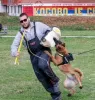 Photos supplémentaires: chiots berger belge