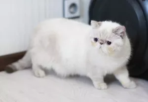 Photo №2 de l'annonce № 5657 de la vente exotic shorthair - acheter à Ukraine éleveur