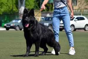 Photos supplémentaires: femelle noire, 1,5 mois, en tant qu'homme, KSU, marque