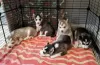 Photo №1. husky de sibérie - à vendre en ville de Cinco Ranch | 360€ | Annonce №112312