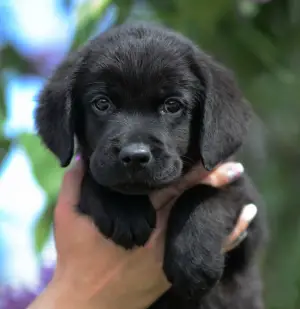 Photo №2 de l'annonce № 2517 de la vente labrador retriever - acheter à Fédération de Russie 