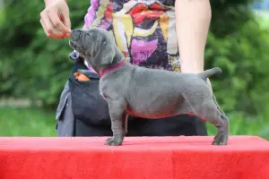 Photos supplémentaires: Chiots Cane Corso