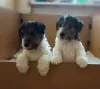 Photo №1. fox-terrier à poil dur - à vendre en ville de Dzerzhinsk | négocié | Annonce №11455