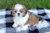 Photo №2 de l'annonce № 123664 de la vente shih tzu - acheter à Allemagne annonce privée