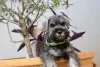 Photo №4. Je vais vendre schnauzer moyen en ville de Nova Pazova.  - prix - négocié