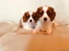 Photo №2 de l'annonce № 129493 de la vente cavalier king charles spaniel - acheter à Pays Bas annonce privée