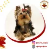 Photo №1. yorkshire terrier - à vendre en ville de Kiev | 1500€ | Annonce №10175