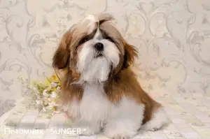 Photo №1. shih tzu - à vendre en ville de Krivoy Rog | 500€ | Annonce №4278