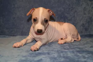 Photo №1. american hairless terrier - à vendre en ville de Ekaterinbourg | négocié | Annonce №6898