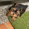 Photo №1. yorkshire terrier - à vendre en ville de Toulouse | négocié | Annonce №10219