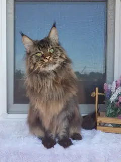 Photo №2 de l'annonce № 3422 de la vente maine coon - acheter à Fédération de Russie de la fourrière