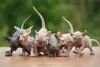 Photos supplémentaires: Les chatons magnifiques sont aux yeux bleus blanc neige.