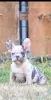 Photo №1. bouledogue - à vendre en ville de Stari Banovci | négocié | Annonce №114982