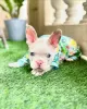 Photo №1. bouledogue - à vendre en ville de Los Angeles | négocié | Annonce №115977