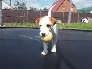 Photo №2 de l'annonce № 2534 de la vente jack russell terrier - acheter à Fédération de Russie éleveur