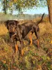 Photo №3. Rottweiler Polyn est prêt pour la résidence permanente !. Fédération de Russie