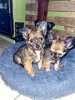 Photo №1. chihuahua - à vendre en ville de Berlin | Gratuit | Annonce №126639