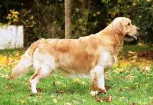 Photo №1. Service d'accouplement - race: golden retriever. Prix - 500€