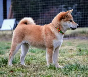 Photo №3. Chiots Shiba Inu du chenil Ozirka. Ukraine