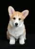 Photo №4. Je vais vendre welsh corgi en ville de Ровно. éleveur - prix - 1300€