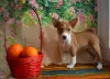 Photo №2 de l'annonce № 39198 de la vente basenji - acheter à Fédération de Russie annonce privée