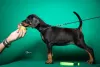 Photo №2 de l'annonce № 84323 de la vente dobermann - acheter à Serbie éleveur