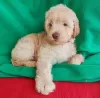 Photo №2 de l'annonce № 92871 de la vente labradoodle - acheter à Monténégro éleveur