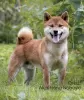 Photo №1. shiba - à vendre en ville de Москва | négocié | Annonce №8237