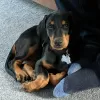 Photo №1. dobermann - à vendre en ville de Karlovy Vary | 400€ | Annonce №80534