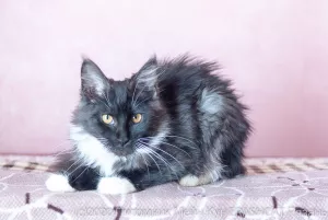 Photo №1. maine coon - à vendre en ville de Ryazan | négocié | Annonce № 7066