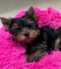 Photo №2 de l'annonce № 98228 de la vente yorkshire terrier - acheter à Allemagne annonce privée