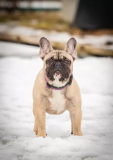 Photo №1. bouledogue - à vendre en ville de Rybinsk | 681€ | Annonce №5789