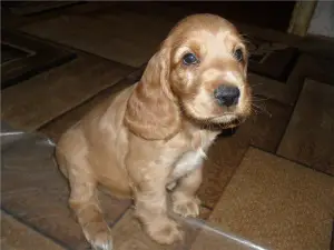 Photo №3. Chiots de la race Cocker Spaniel Anglais. Suisse