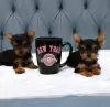 Photo №1. yorkshire terrier - à vendre en ville de Paris | négocié | Annonce №31987