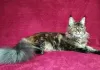 Photo №1. maine coon - à vendre en ville de Barnaul | 500€ | Annonce № 43450