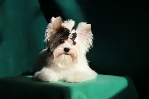 Photo №1. biewer yorkshire terrier - à vendre en ville de Moscou | Négocié | Annonce №1438